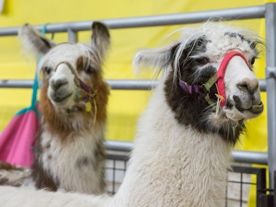 4-H Llama Show
