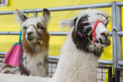 4-H Llama Show