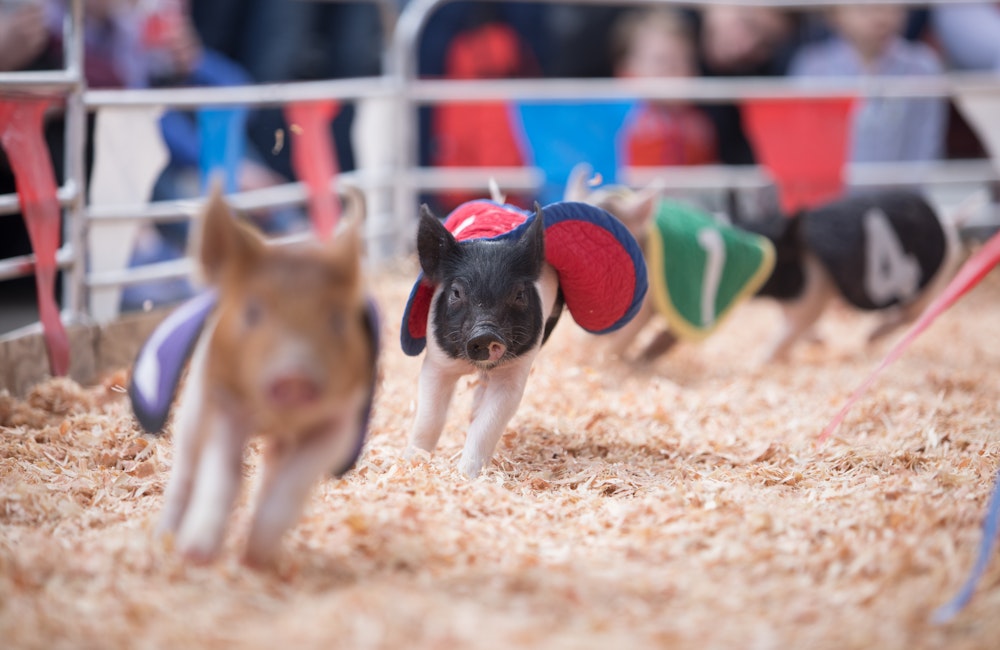 Swifty Swine Racing Pigs