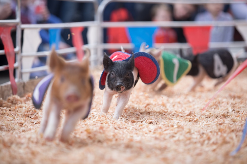 Swifty Swine Racing Pigs