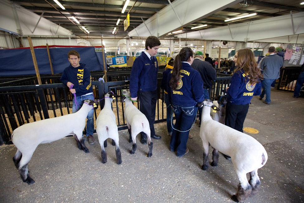 NW Jr Livestock Show