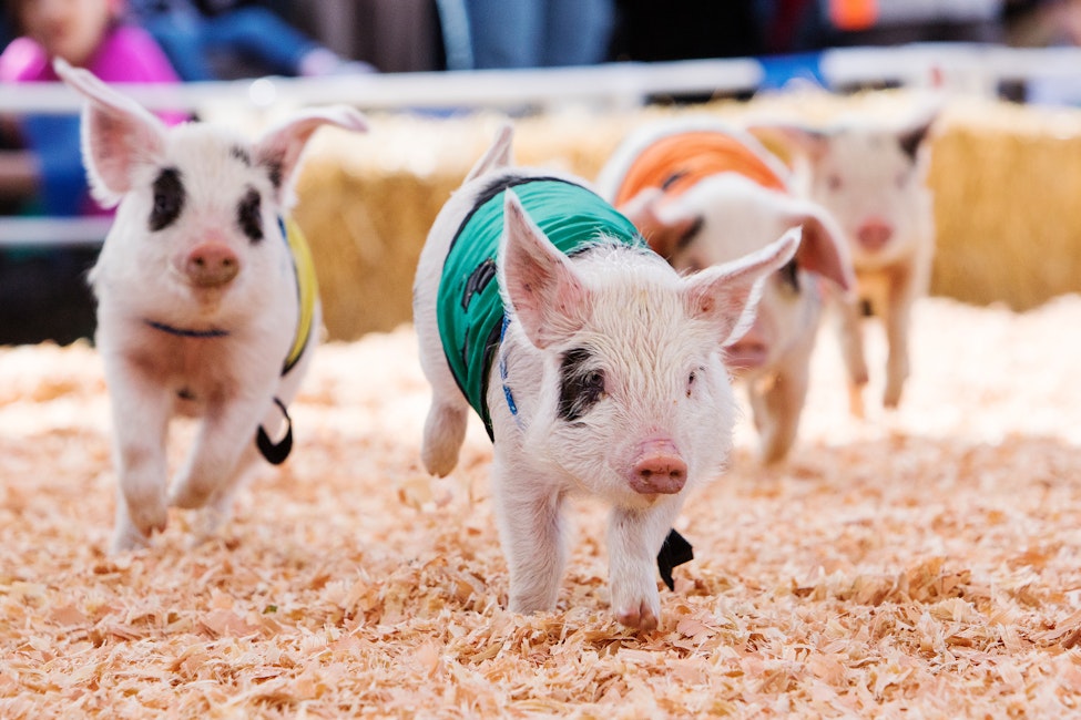 Racing Pigs