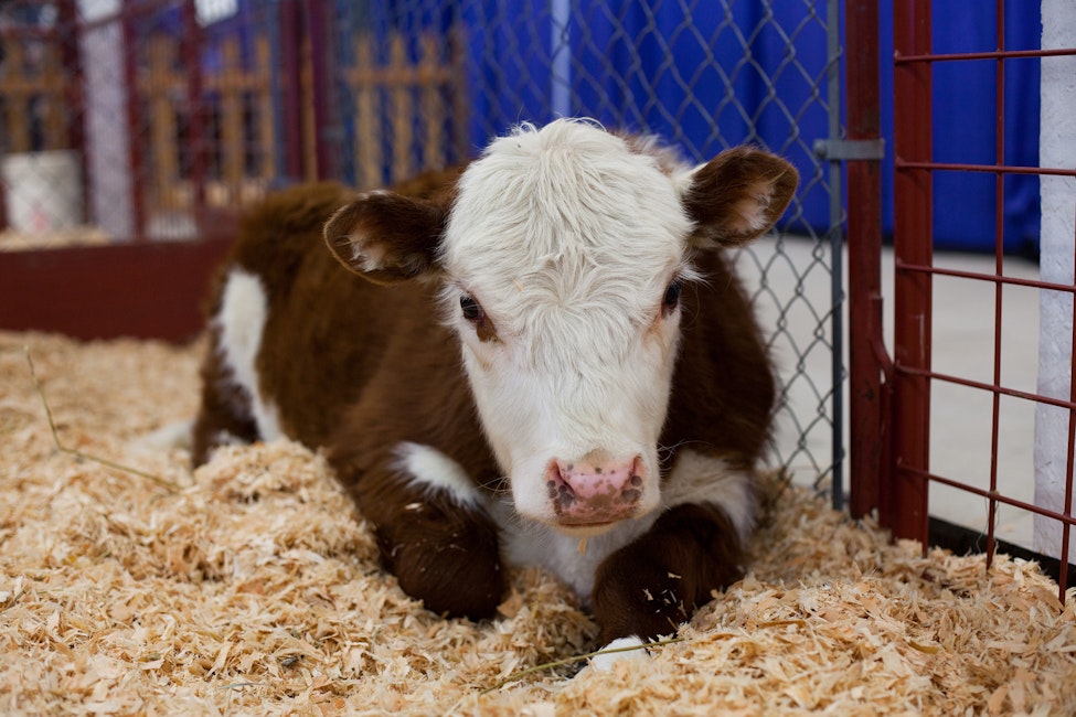 Cattle Education Exhibit