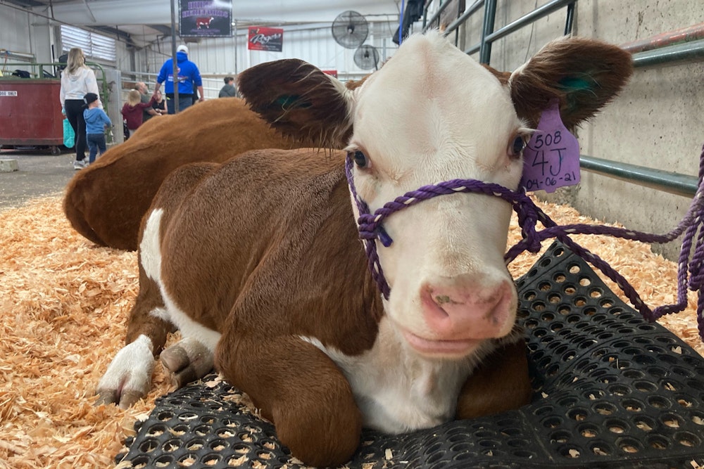 Animals - Washington State Fair
