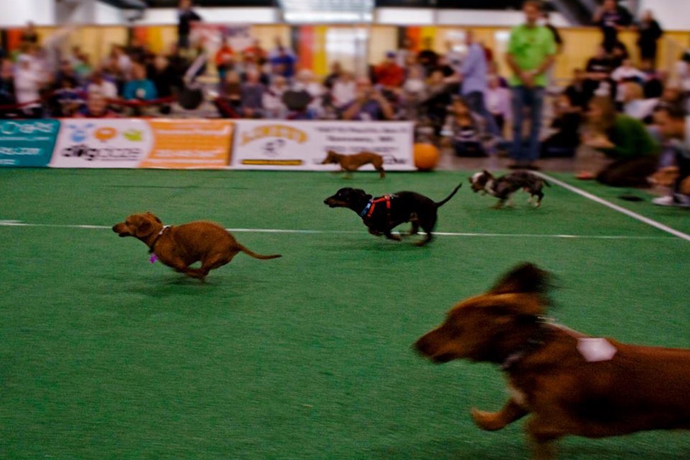 Wiener Dog Races