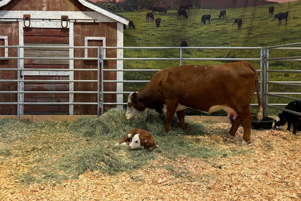 Cattle Birthing Exhibit