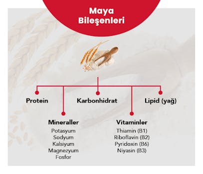 Mayanın Sofralarımıza Uzanan Tarihi