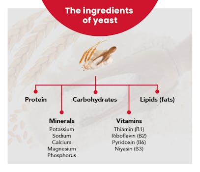 History of Yeast Reaching Our Tables from Ancient Civilizations