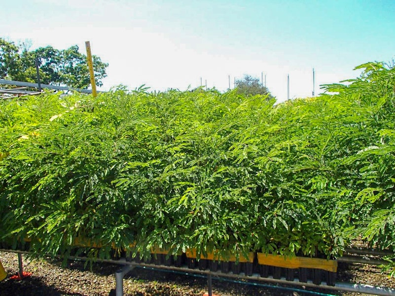 Energy Crops