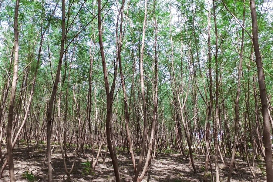 Solid Biofuel Solutions
