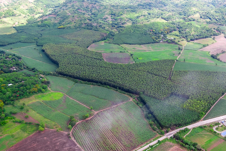 Energy Plantation