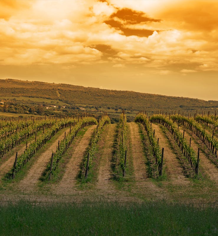 Sardinian vineyards