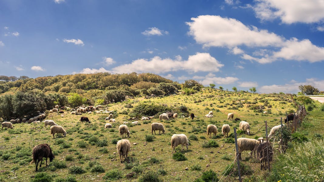 Sheeps in Sardinia