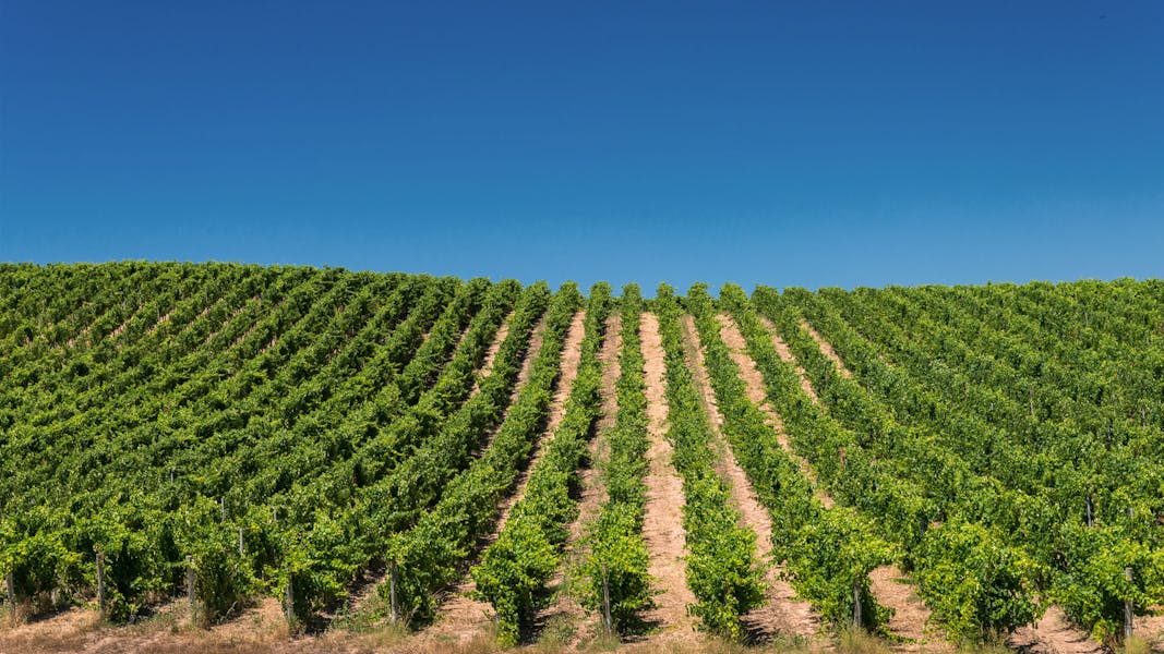 Vineyards in Sardinia