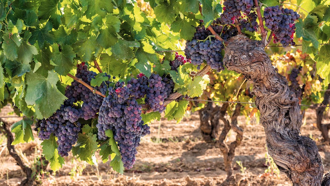 Vineyards in Sardinia