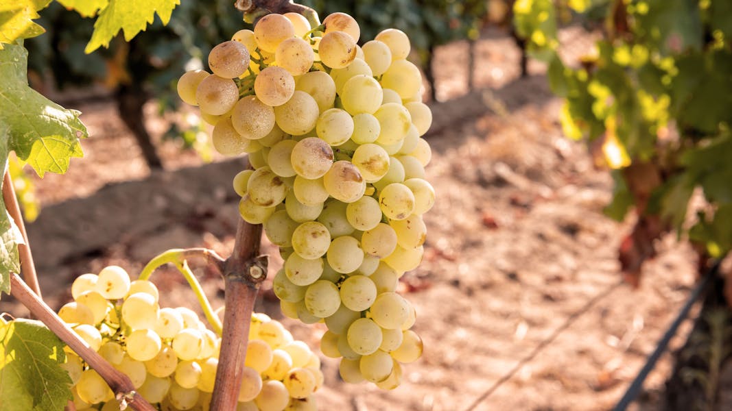 Grapes