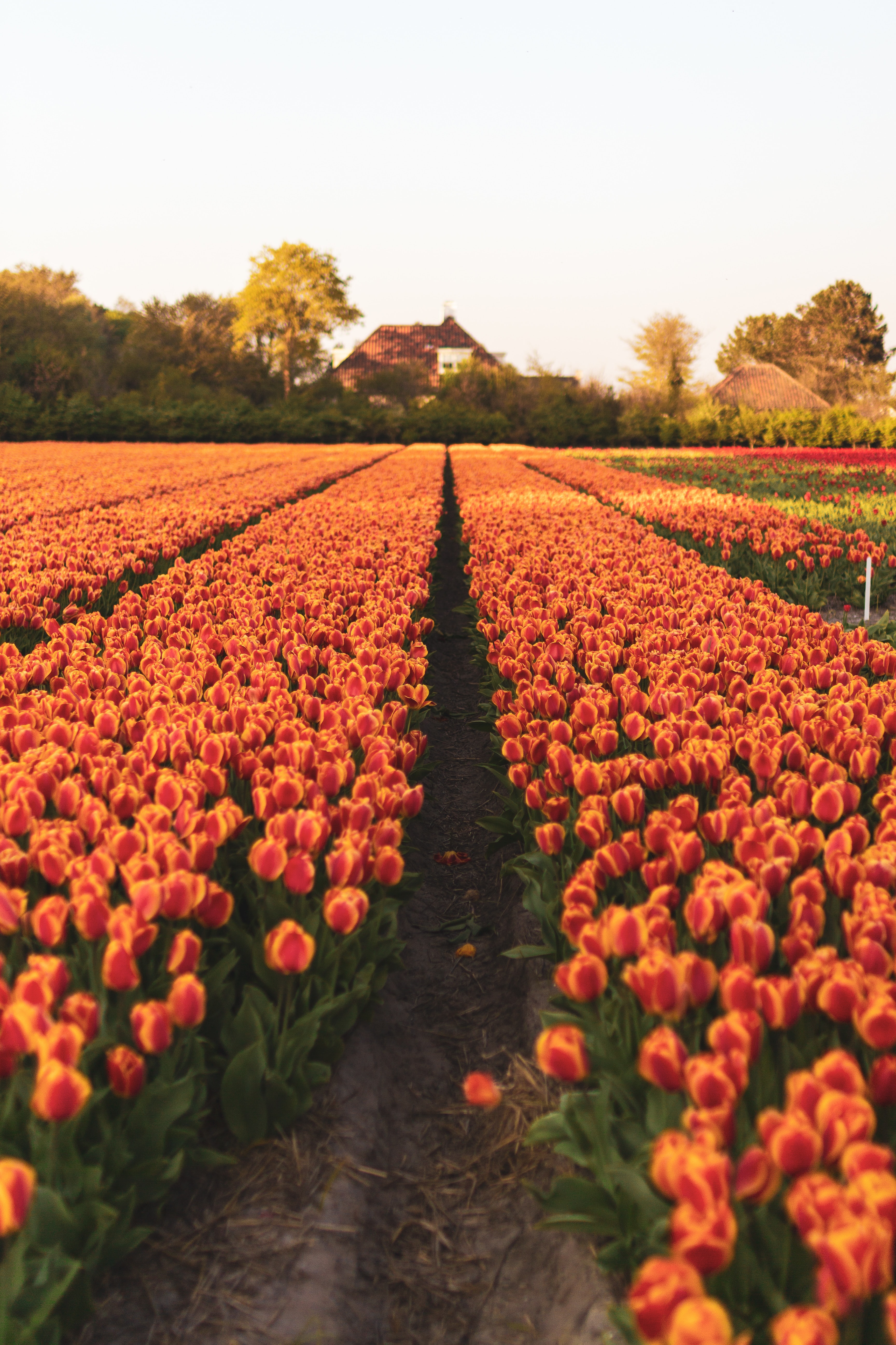 Cover image for Keukenhof