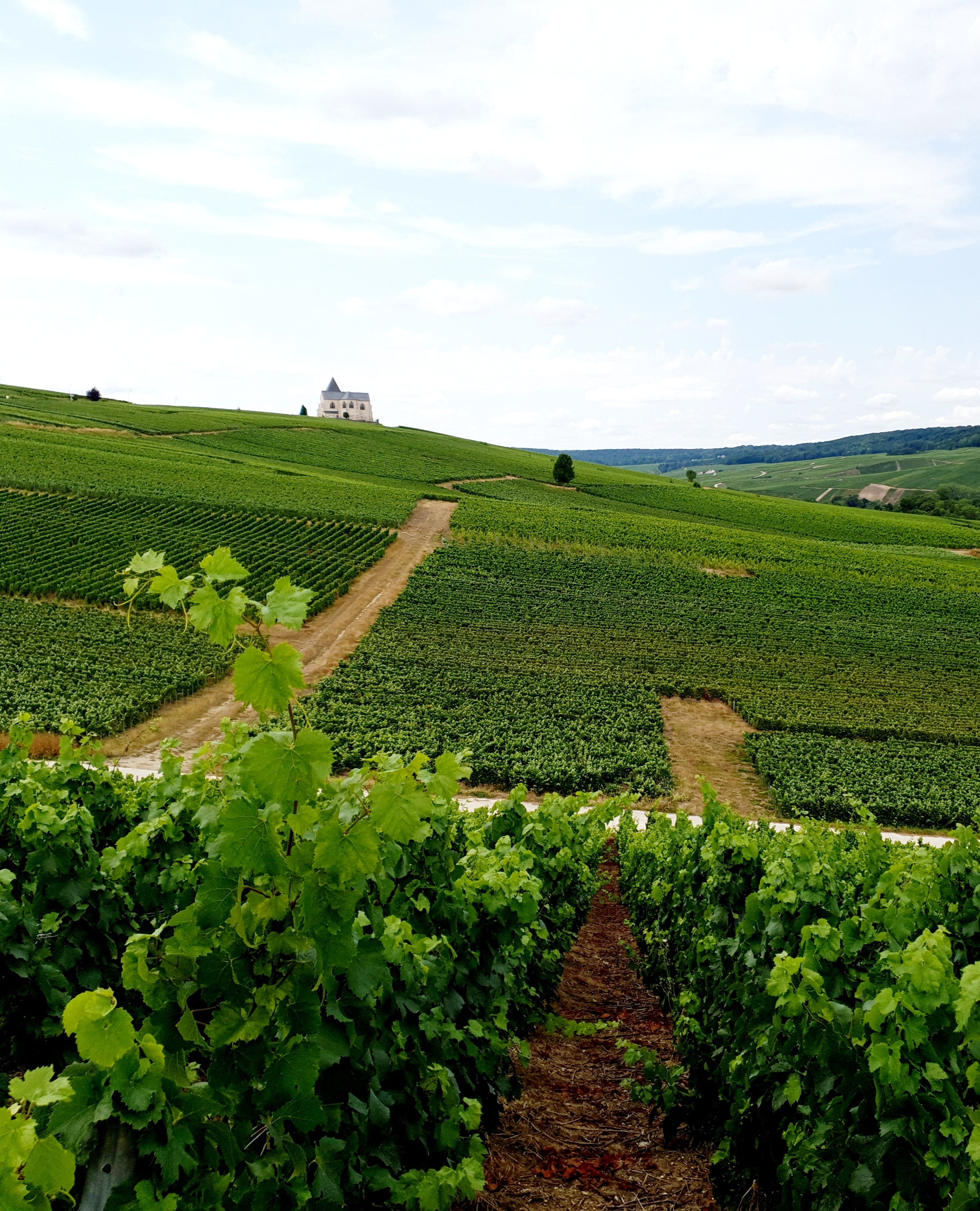 Cover image for Champagne