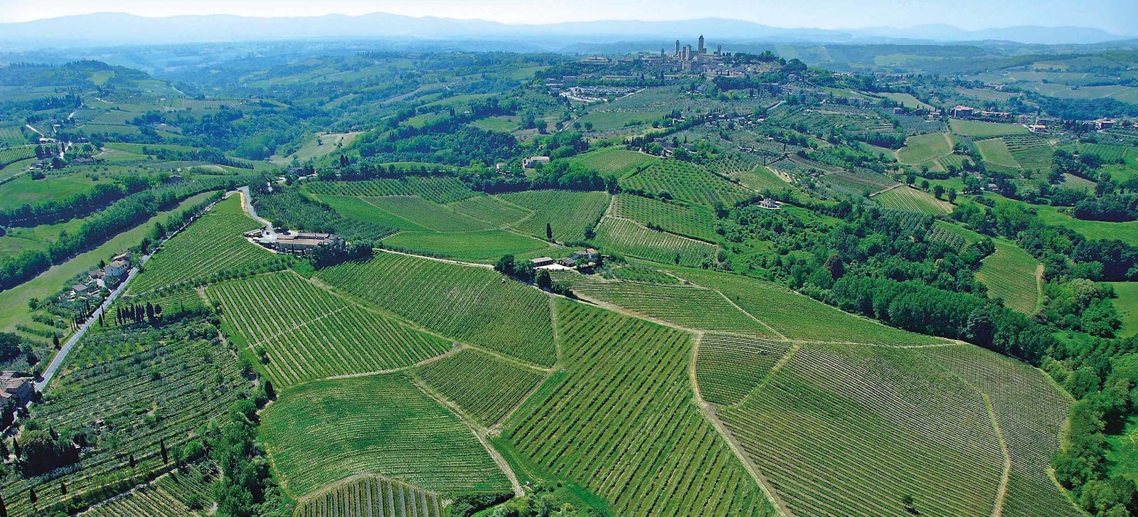 San Gimignano vineyards