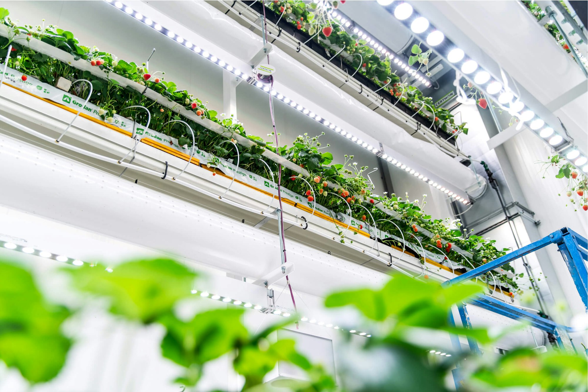 Indoor Farming Robots foto van oogst