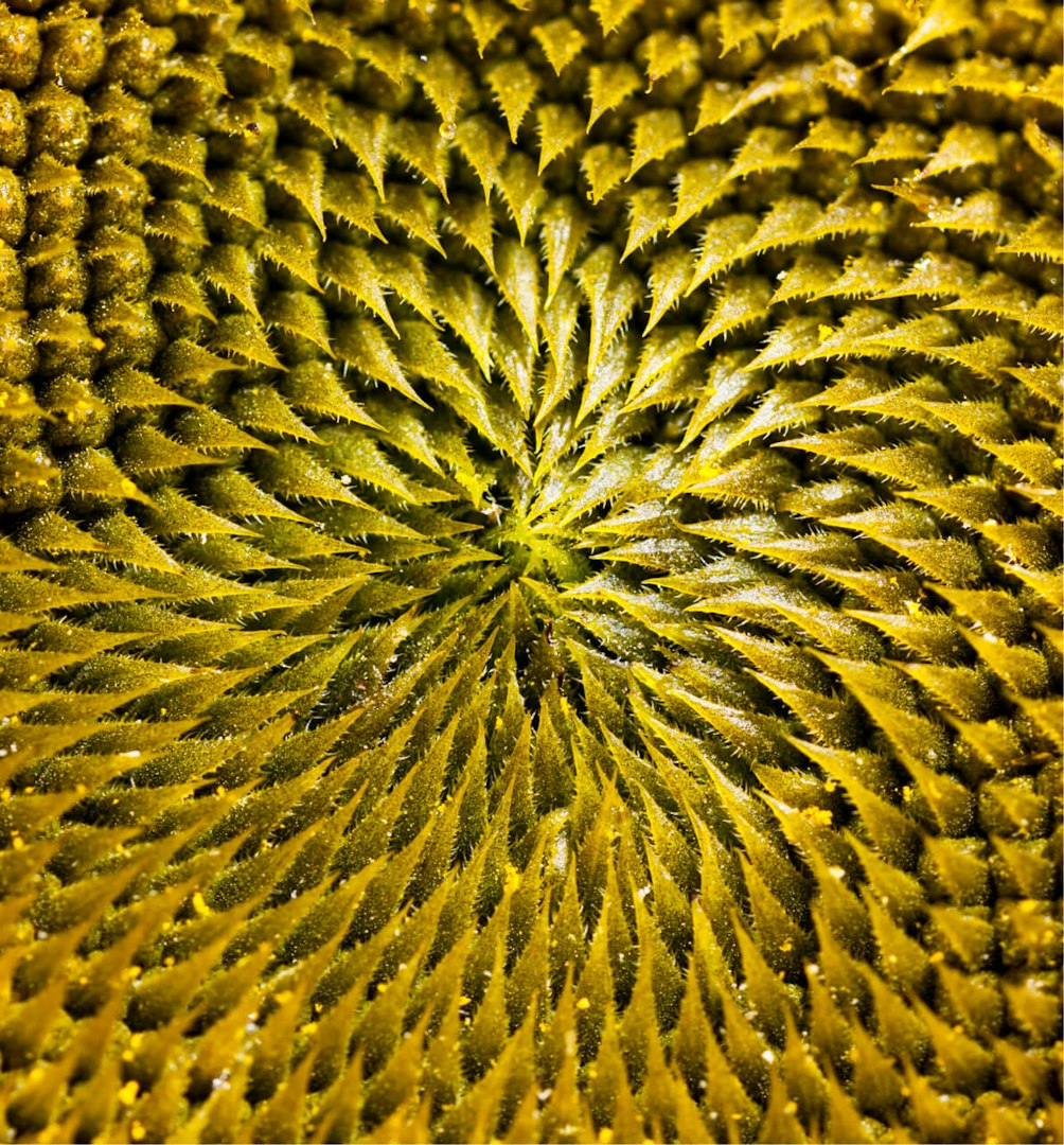 Closeup Certhon sunflower image