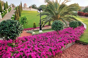 Baha'is this year mark the 188th anniversary of the Birth of the Bab. The photo shows gardens at His burial site in Haifa, Israel.