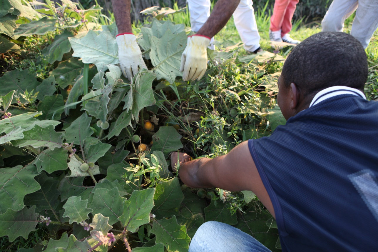 Volunteers work the land around the Temple site.