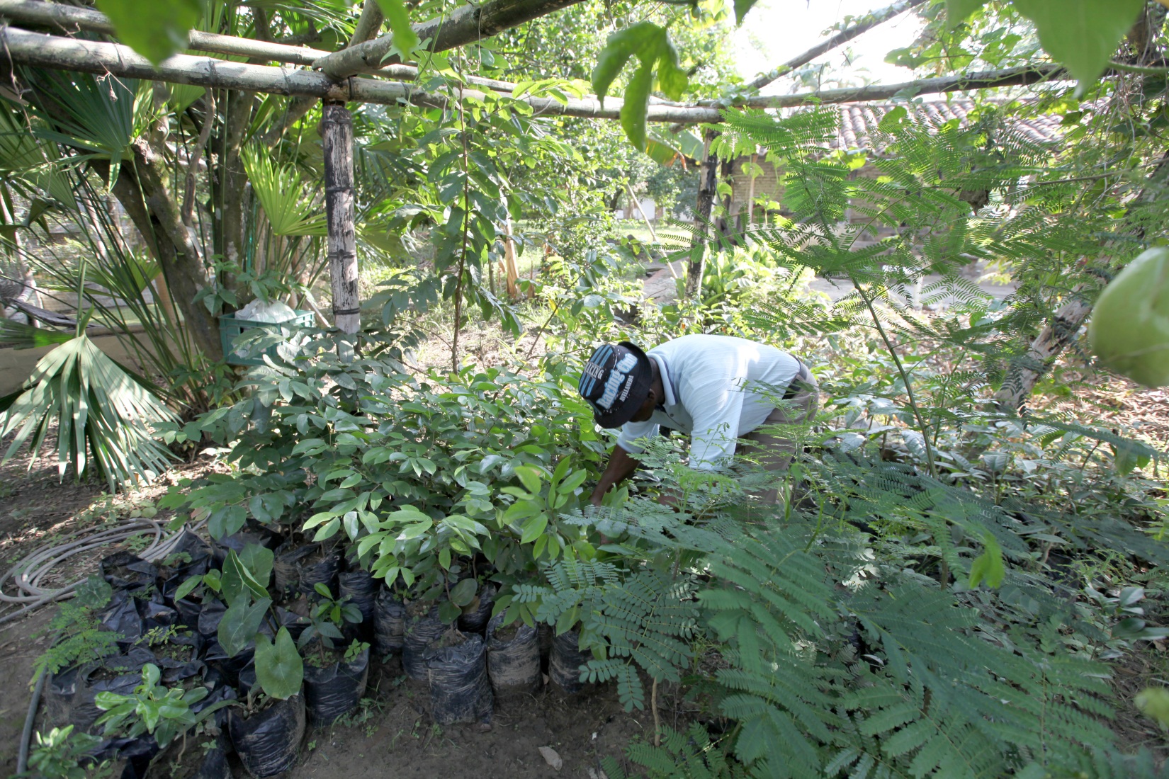 A volunteer works in a greenhouse dedicated to the development of plants to surround the House of Worship.