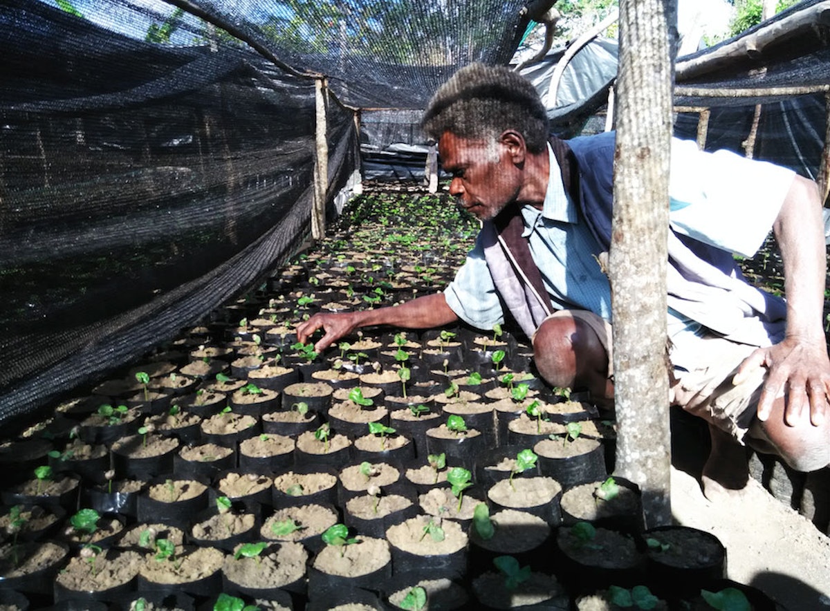 ایالا جاکوب، کشاورز محلّی جزیرۀ تانا در محلّ پرورشِ نهال‌های قهوه.