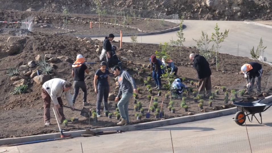 Volunteers assisting with planting on the Temple land