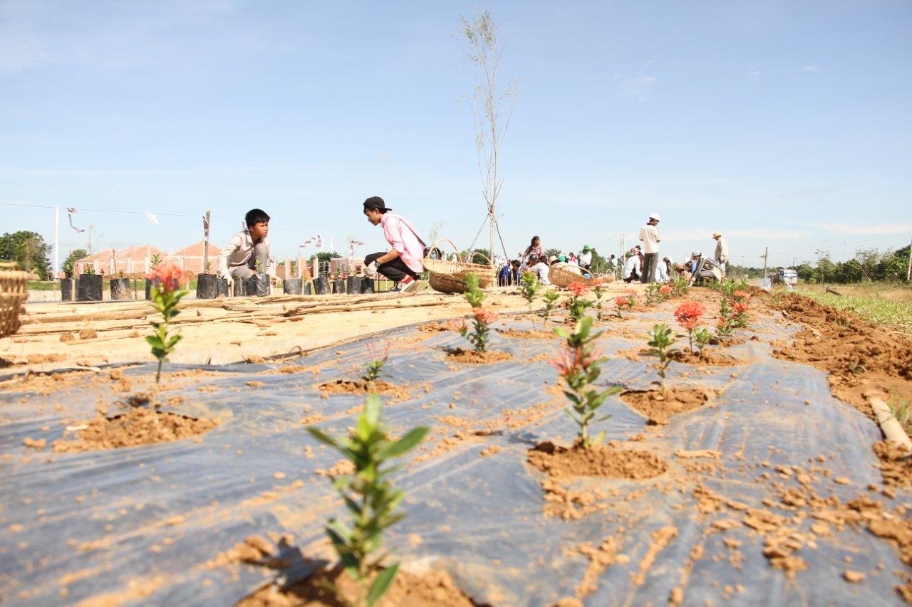 Hundreds of ixora shrubs have been planted around the grounds of the House of Worship in Battambang.