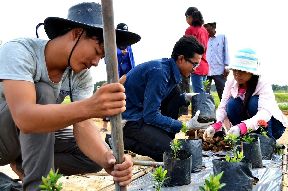Volunteers plant ixora shrubs.