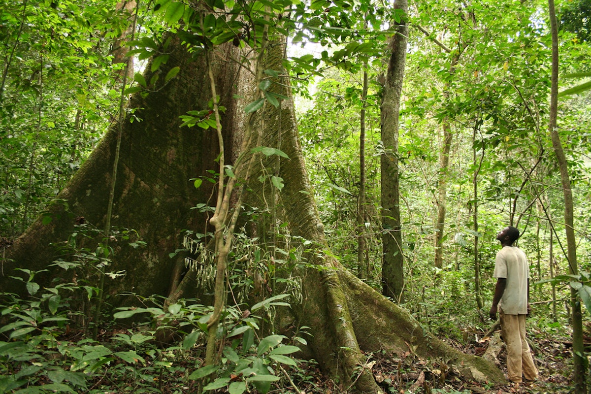 یک جنگل بارانی در گابن، کشور میزبان کنفرانس محیط‌زیست وزرای آفریقا که در دهم و یازدهم ژوئن در لیبرویل، پایتخت گابن برگزار شد. (عکس از  وب‌سایت UNEP، کپی رایت: Alex Rouvin)