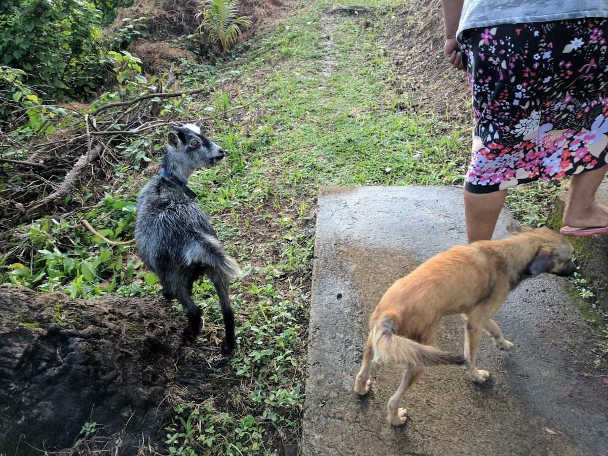 The only goat that one family had left after the storm—they named her Maria, after the hurricane