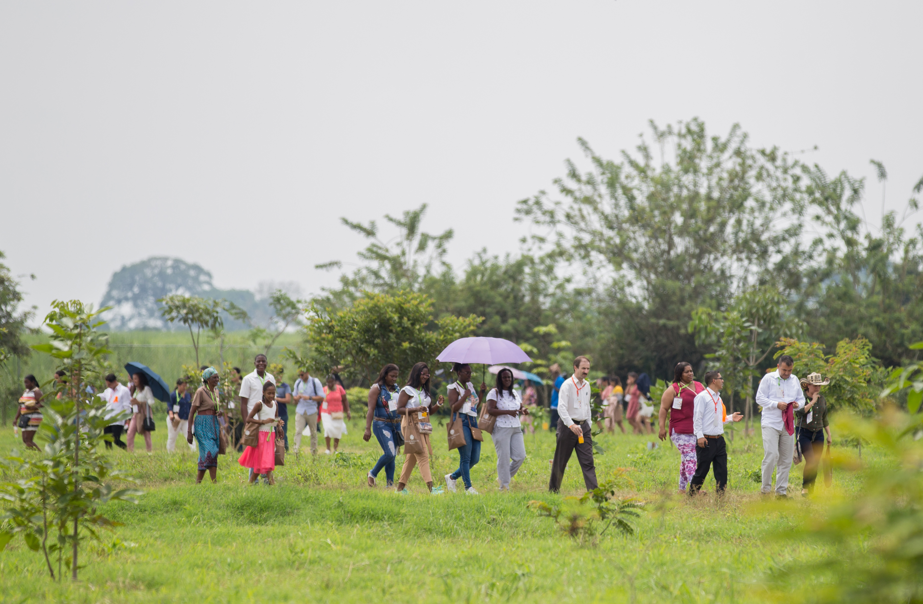 ساکنان شهرهای اطراف در حال بازدید از جنگل بومی اطراف معبد با نام باسک ناتیو. این جنگل در حال رویش در تضاد با زمین‌های نیشکری قرار دارد که حیات گیاهی متنوع این منطقه را از بین برده‌اند.