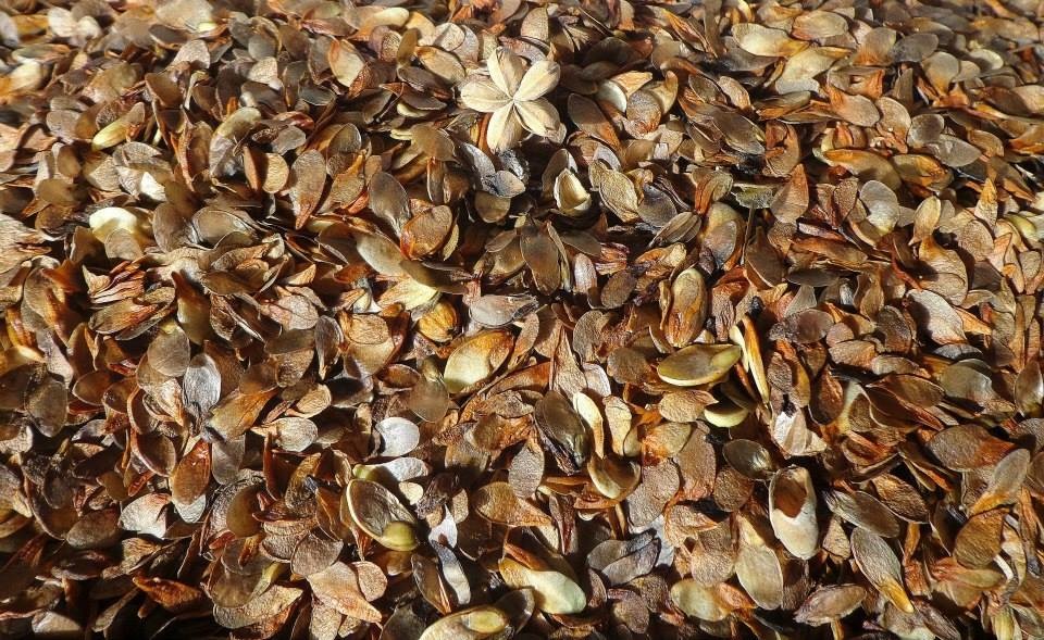 The House of Worship for South America has stimulated a rich discourse about caring for the natural environment.