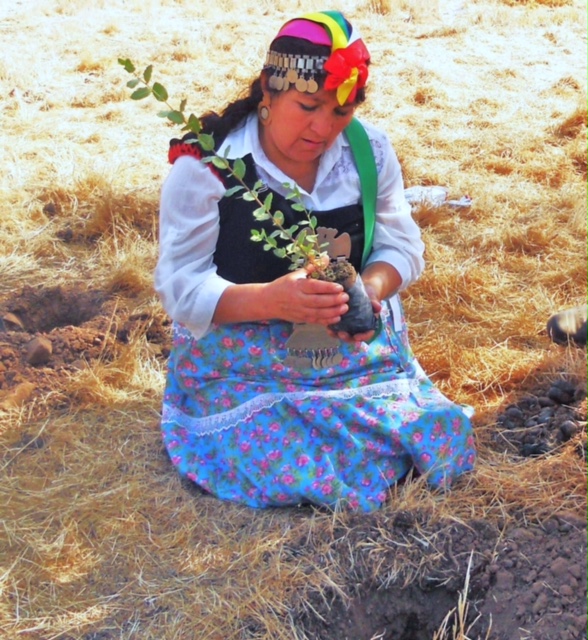 A volunteer assists with the Native Flora Project, a tree-planting initiative of the Baha’i community at the site of the House of Worship in Santiago.