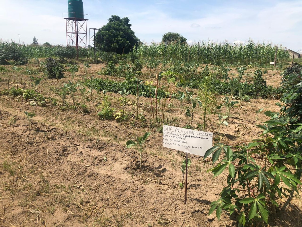El Centro Ngungu para la Agricultura Comunitaria incluye pequeñas parcelas de tierra en las que aprender sobre la aplicación de sistemas sostenibles de producción de alimentos.