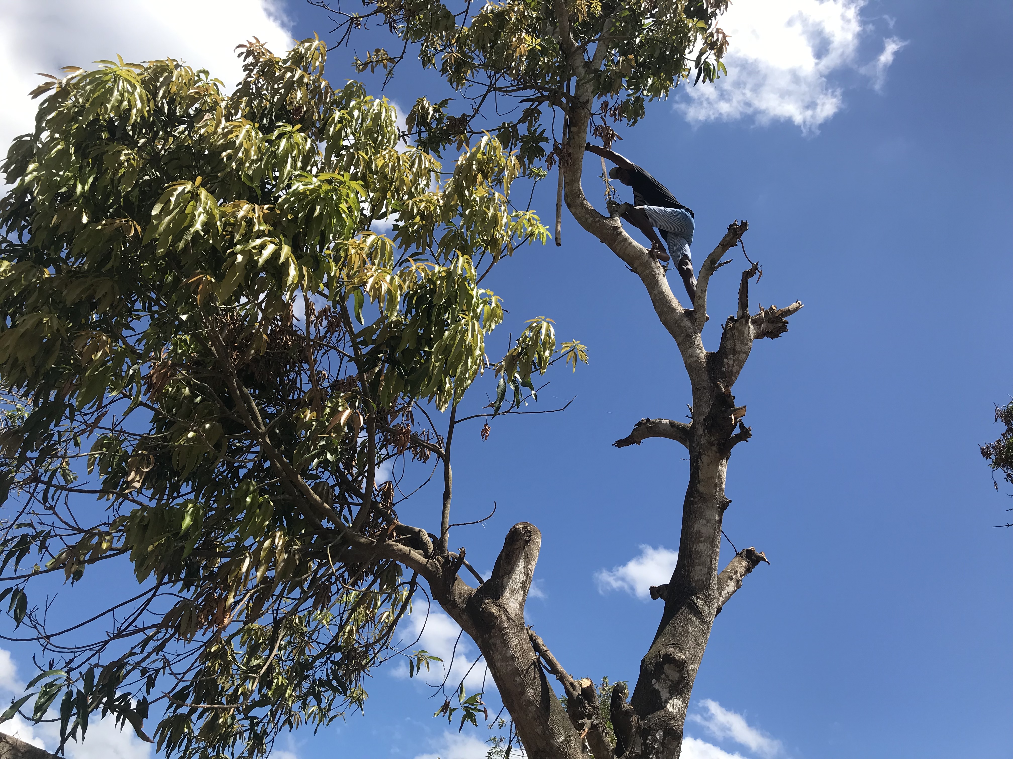 A young man climbs a tree to break off branches broken by Cyclone Idai. In the aftermath of the storm, the young people helping repair homes also removed damaged branches and trees that threatened to fall on people or their homes.