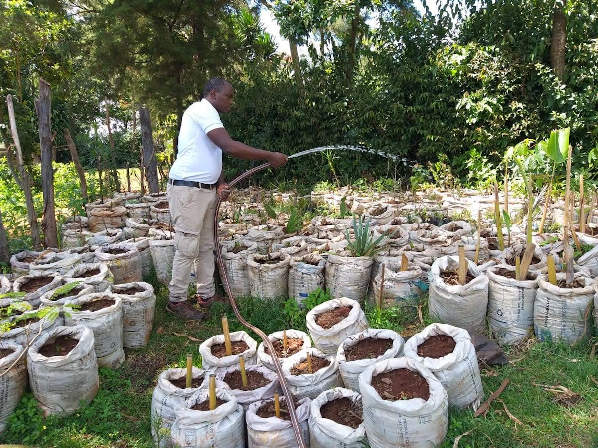 Stephen Mwangi, l’administrateur du projet du temple, arrose quelques-unes des 1,000 plantes conservées dans une pépinière qui permettront d’embellir le terrain du temple. Les plantes ont toutes été données par des habitants des environs.
