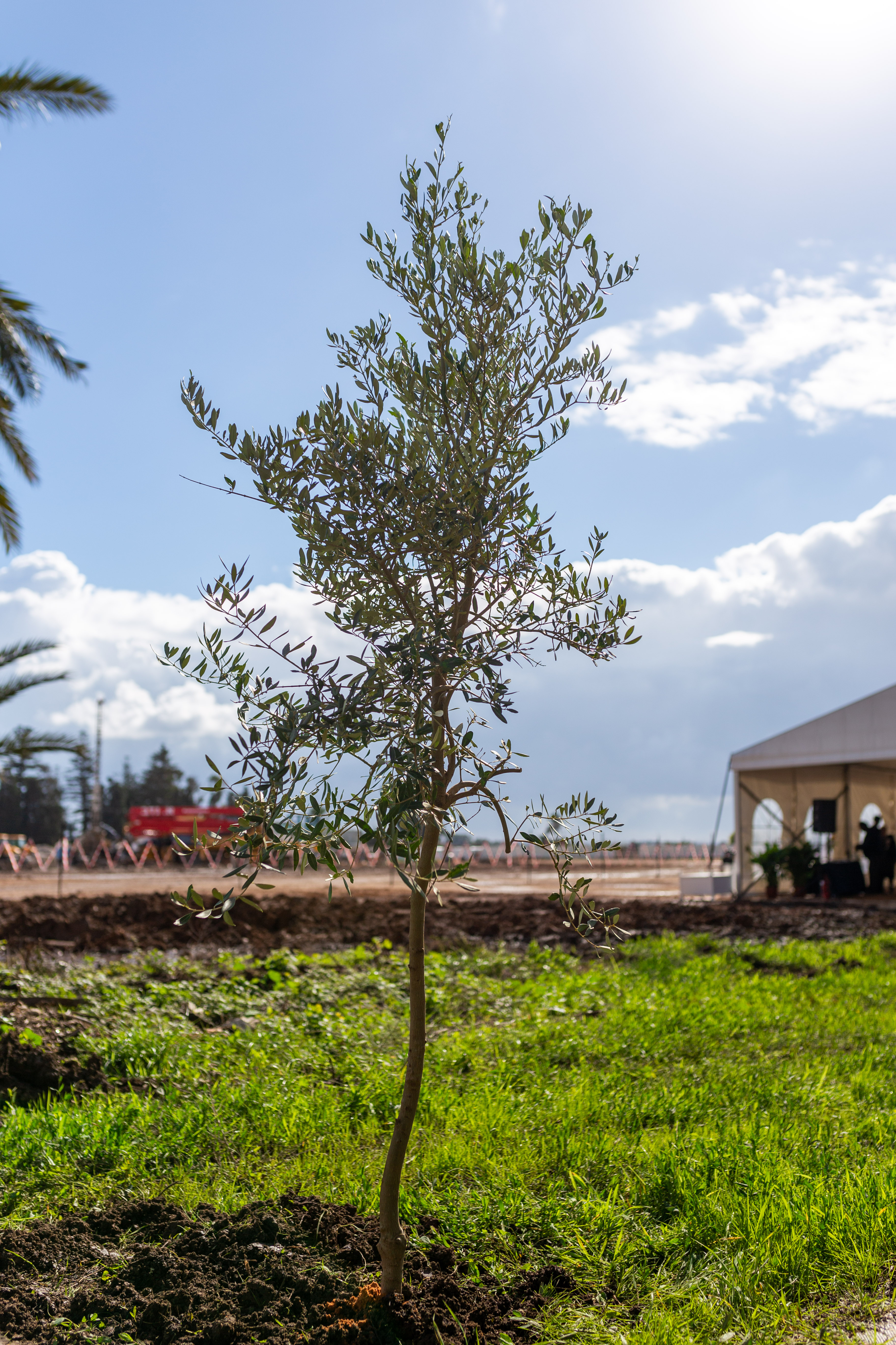 Diverse local dignitaries worked together to plant an olive tree that will beautify the gardens around the Shrine of ‘Abdu’l-Baha, just as He once worked to beautify the Shrines of the Bab and Baha’u’llah.
