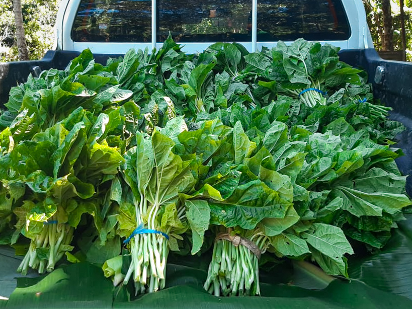 Within days of Cyclone Harold, efforts are under way to provide agricultural material in affected areas with the collaboration of the Vanuatu Department of Agriculture. Capacities developed through the Preparation for Social Action (PSA) program are proving essential to a constructive response.