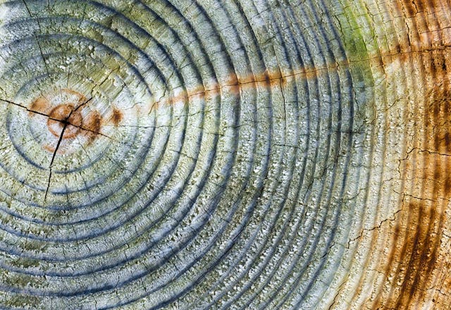 An online conference held by the Baha’i Chair for World Peace at the University of Maryland provided participants with a forum to examine environmental challenges at a time of heightened consciousness about humanity’s oneness and its relationship with nature.