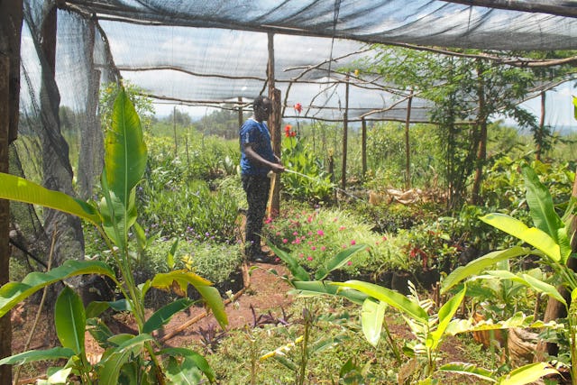 A growing number of residents in villages surrounding the site of the local Baha’i House of Worship in Matunda, Kenya, have been helping with various tasks, including tending an onsite plant nursery.