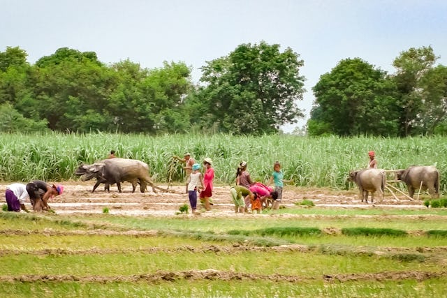 Photograph taken before the current health crisis. The Baha’i Local Spiritual Assembly of Motibasti, Nepal, is looking at what it can do to enhance the community’s capacity to produce its own food.