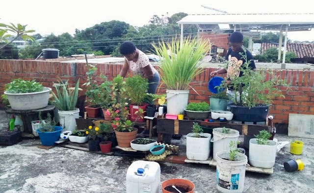 A family in Villa Rica, Cauca, Colombia, is using recycled containers to grow vegetables, herbs, and spices on their terrace. Various garden plants help attract bees and repel pests. They have shared their harvest with four other families and are helping others in their community to start growing plants in their own homes.