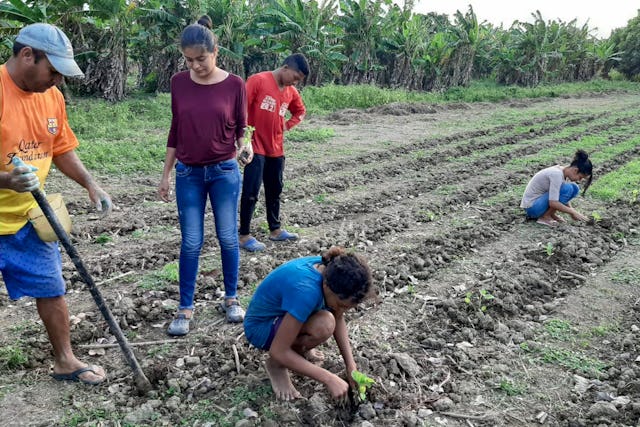 Miembros de una familia de Puerto Eugenio (Córdoba, Colombia) plantan una cosecha en una «parcela de aprendizaje comunitario» que inauguraron junto con otros miembros de su comunidad, con la ayuda de un grupo de jóvenes que estudiaban el material de FUNDAEC como parte del programa de Preparación para la Acción Social.
