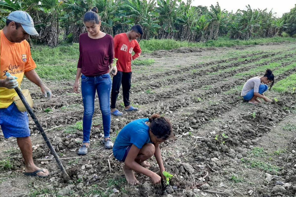Miembros de una familia de Puerto Eugenio (Córdoba, Colombia) plantan una cosecha en una «parcela de aprendizaje comunitario» que inauguraron junto con otros miembros de su comunidad, con la ayuda de un grupo de jóvenes que estudiaban el material de FUNDAEC como parte del programa de Preparación para la Acción Social.