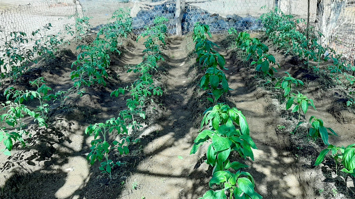 A family in Riohacha, la Guajira, Colombia, has planted several species of crops on a plot of 40 square meters. Having learned to enrich the soil with natural fertilizers, and plant aromatic species as a biologic control to protect the crop, the family is now harvesting the fruit of their efforts.