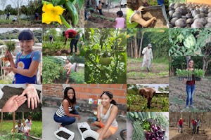 *تصاویر خانواده‌‌هایی را نشان می‌‌دهد که با یکدیگر مشغول کار هستند.* فوندائیک (FUNDAEC)، سازمانی الهام گرفته از آموزه‌های آئین بهائی در کلمبیا، با درک این که این بحران پیامدهای بلندمدت خواهد داشت، به بررسی این پرداخت که چگونه می‌تواند هنگام نیاز شدید، خدمتی عملی به اجتماع ارائه بدهد. از ماه مارس این سازمان به بیش از ۱۵۰۰ نفر در سراسر کشور کمک کرده است تا در حدود ۸۰۰ پروژهٔ کشاورزی شرکت ‌کنند.